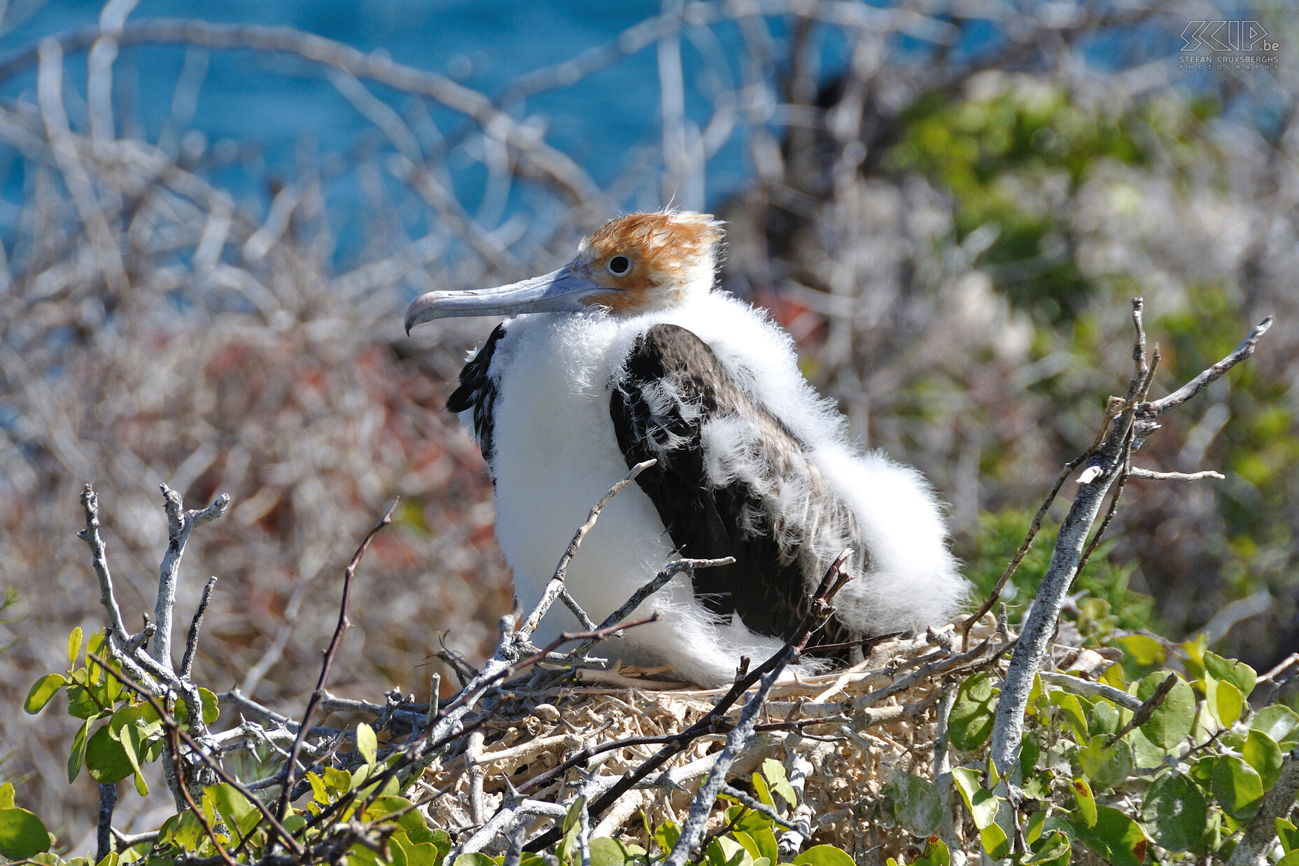 Galapagos - North Seymour - Jonge fregatvogel Jonge fregatvogels blijven tijdens onze wandelingen rustig op hun nesten zitten. Stefan Cruysberghs